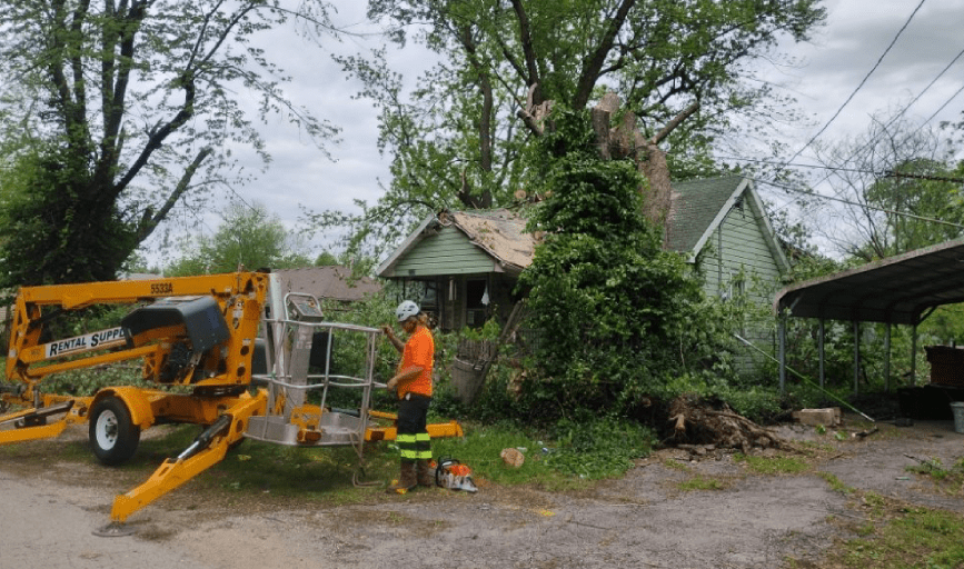TREE TRIMMING